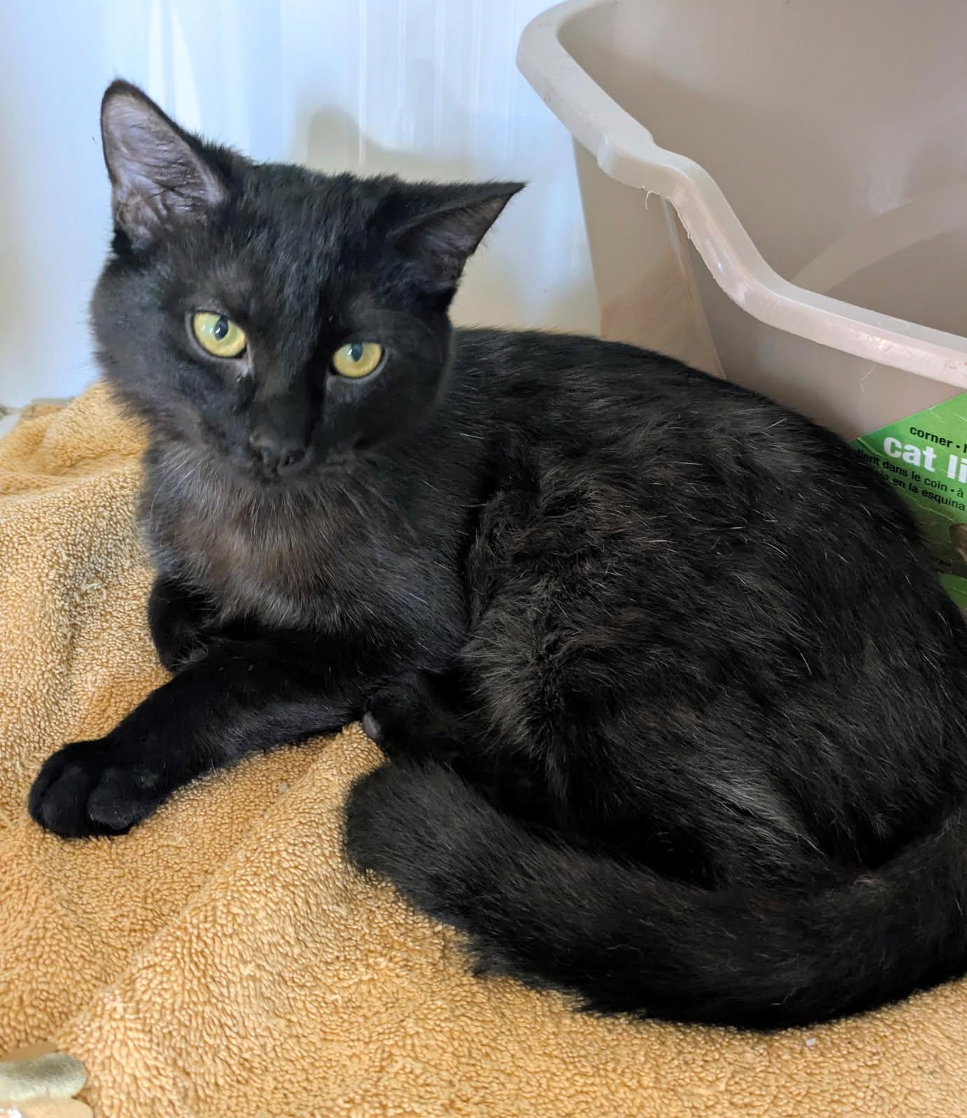 Jasper and Coral, a ADOPTABLE mixed breed in Eureka, CA image 3/4