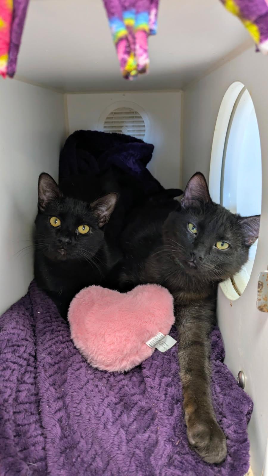 Jasper and Coral, a ADOPTABLE mixed breed in Eureka, CA image 2/4