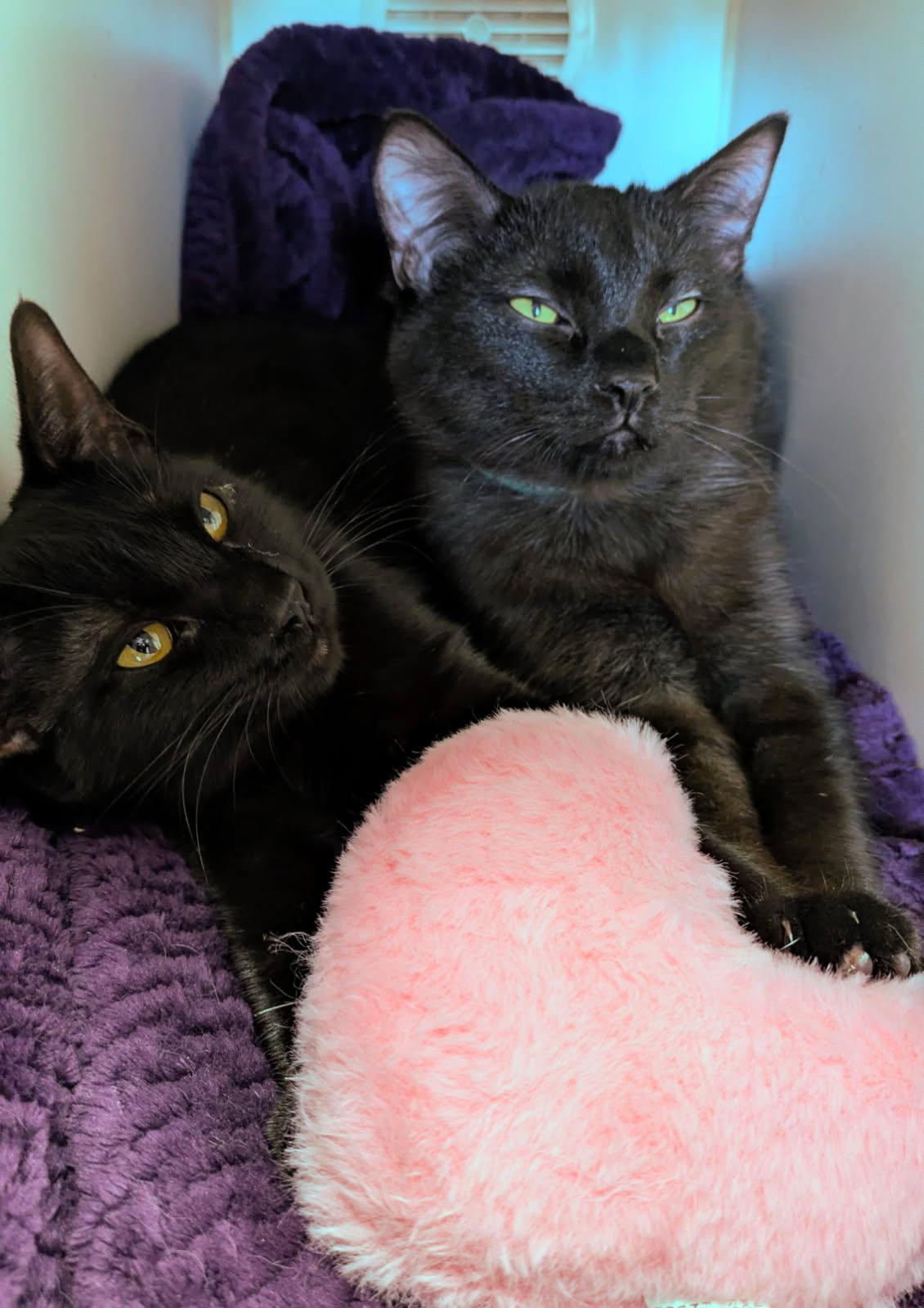 Jasper and Coral, ADOPTABLE, Young Female Domestic Short Hair.
