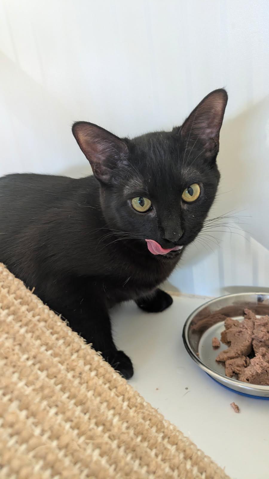 Jasper and Coral, a ADOPTABLE mixed breed in Eureka, CA image 4/4