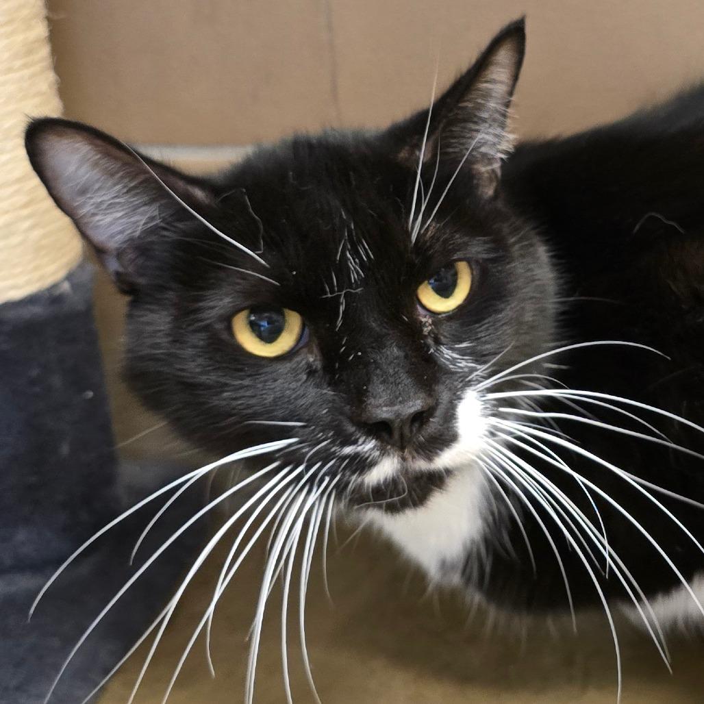Stevie, Adoptable, Adult Male Domestic Short Hair.