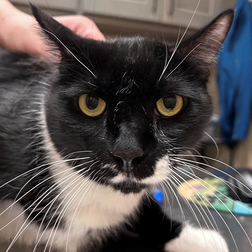 Enlarge Stevie, a Adoptable Domestic Short Hair in Wickenburg, AZ image 1/1