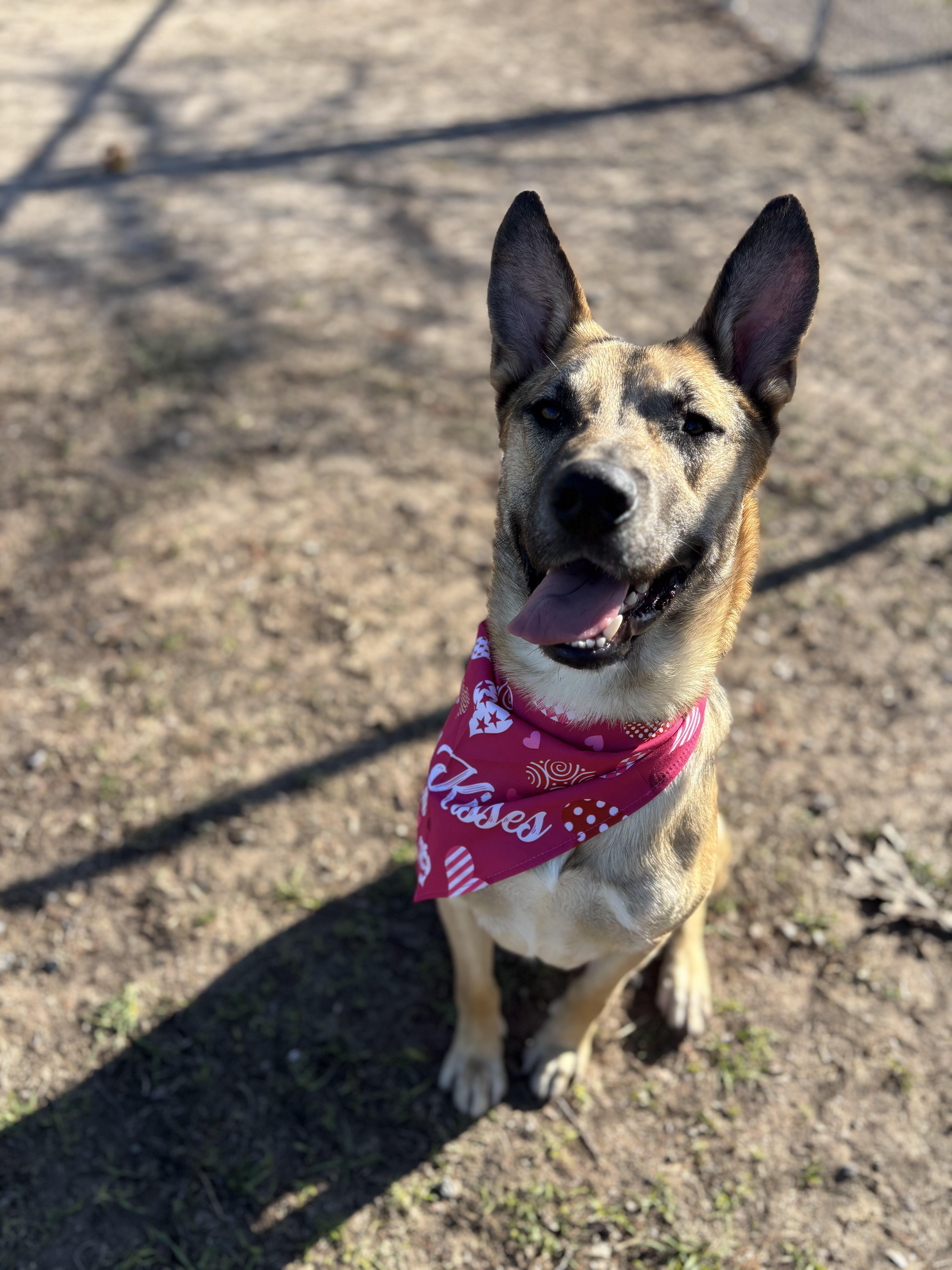 Enlarge Lucas( gentle, intelligent, house trained), a Adoptable mixed breed in Benton Harbor, MI image 2/4