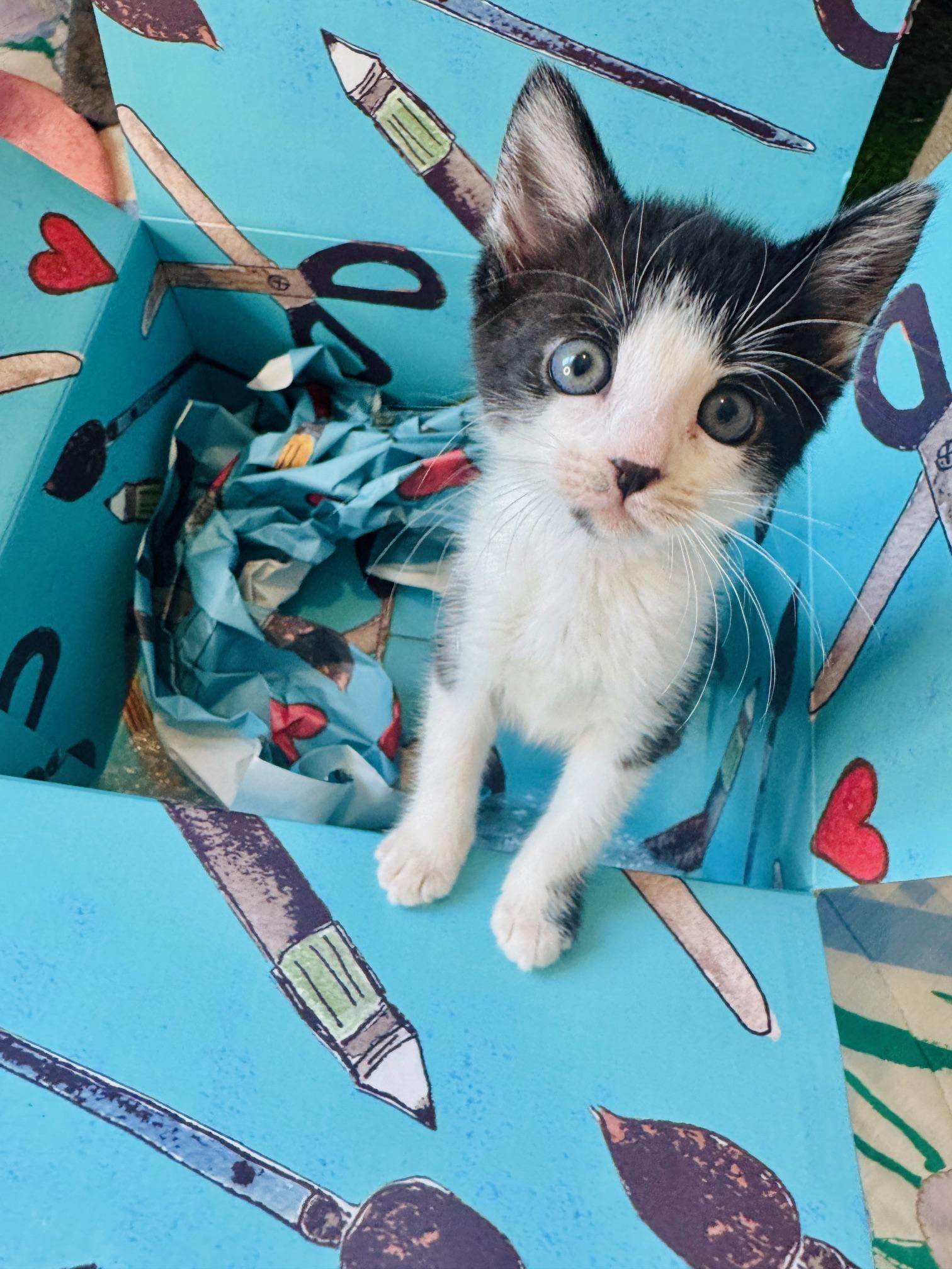 Enlarge Emmy, an adopted Domestic Short Hair in Arverne, NY image 1/4