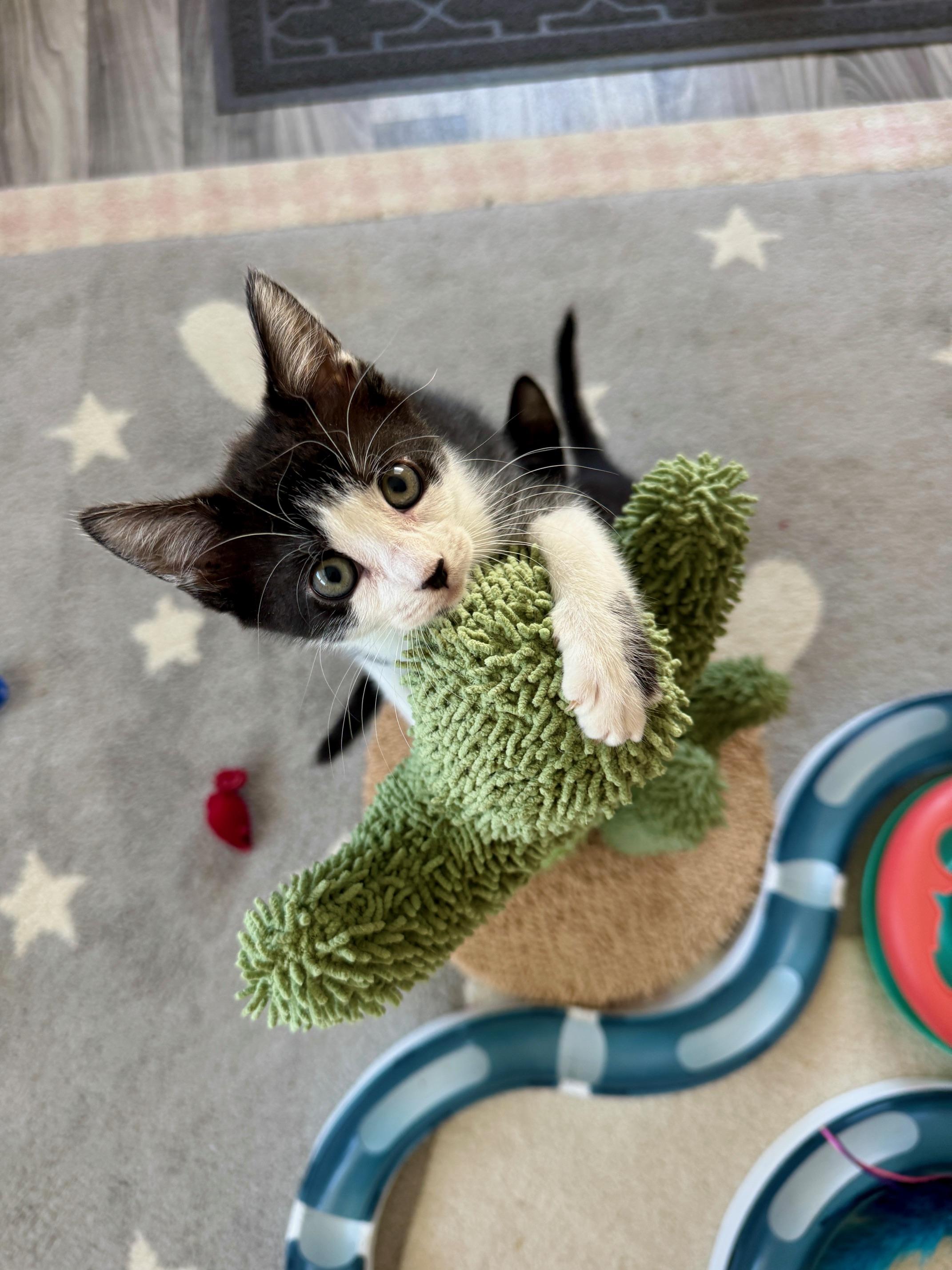 Enlarge Emmy, an adopted Domestic Short Hair in Arverne, NY image 2/4