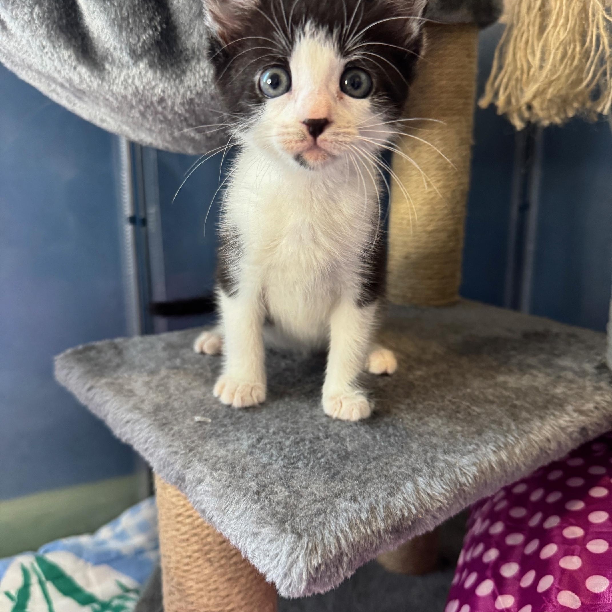 Enlarge Emmy, an adopted Domestic Short Hair in Arverne, NY image 3/4