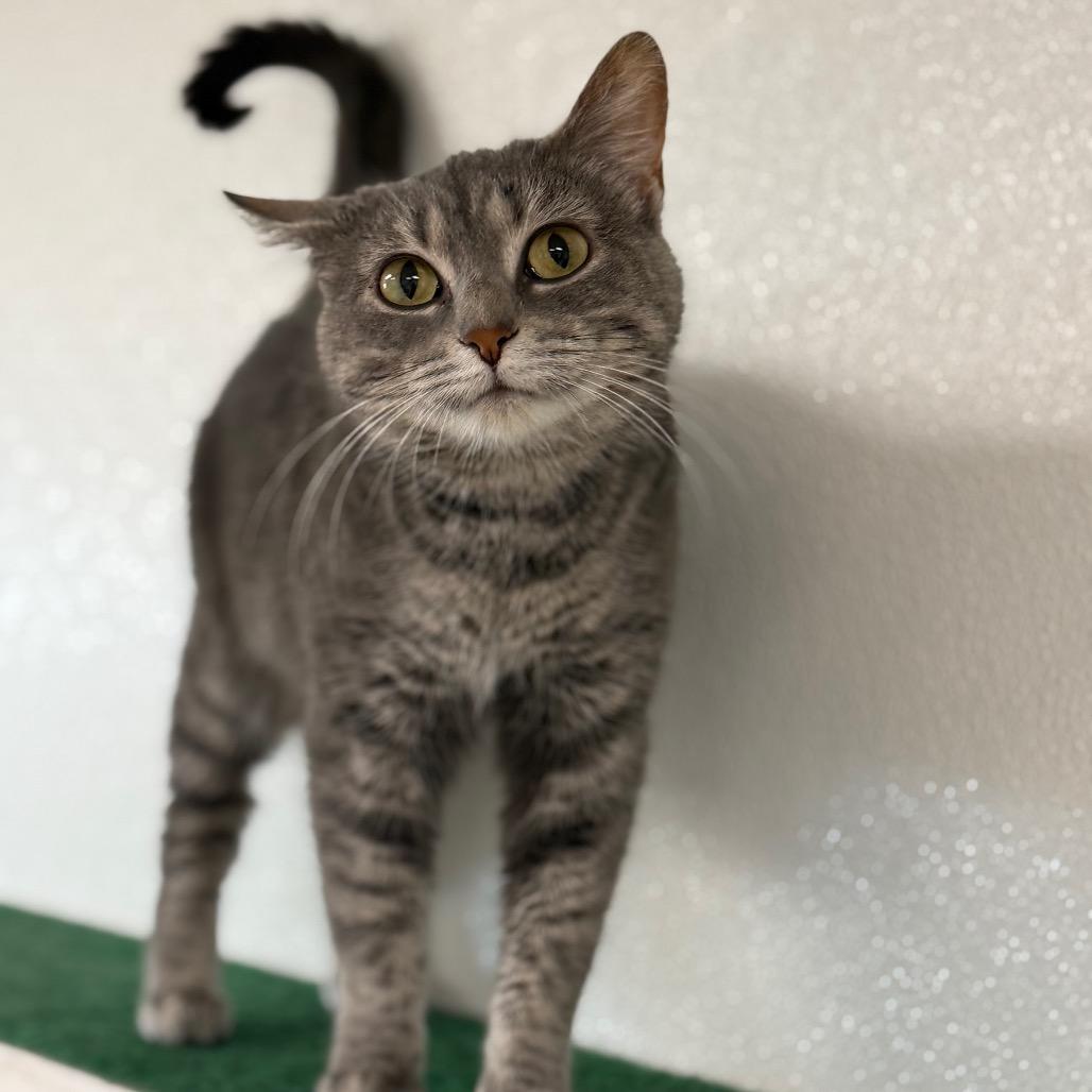 Graycee, Adoptable, Adult Female Domestic Short Hair.