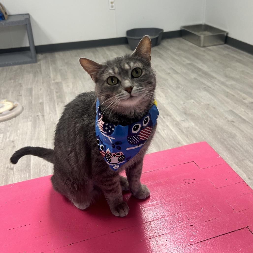 Enlarge Graycee, a Adoptable Domestic Short Hair in Uniontown, PA image 2/4