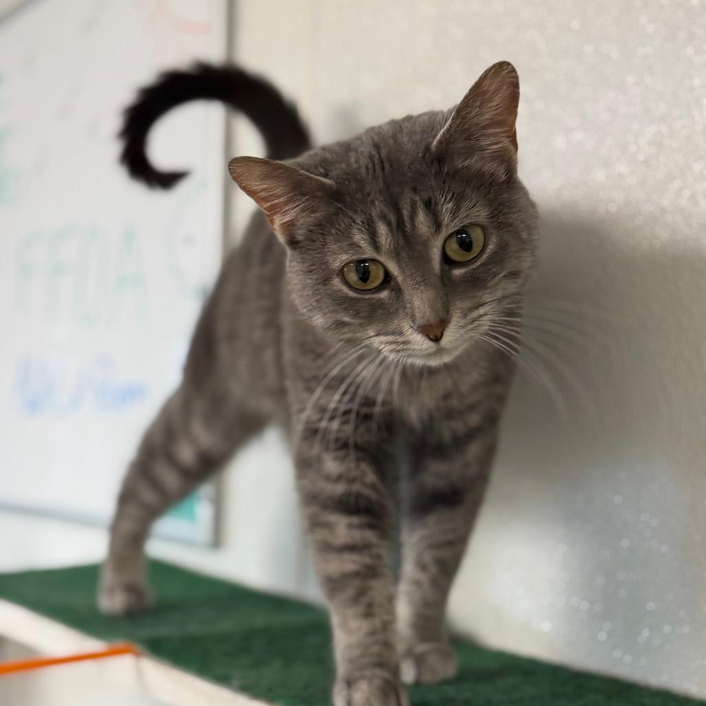 Enlarge Graycee, a Adoptable Domestic Short Hair in Uniontown, PA image 3/4