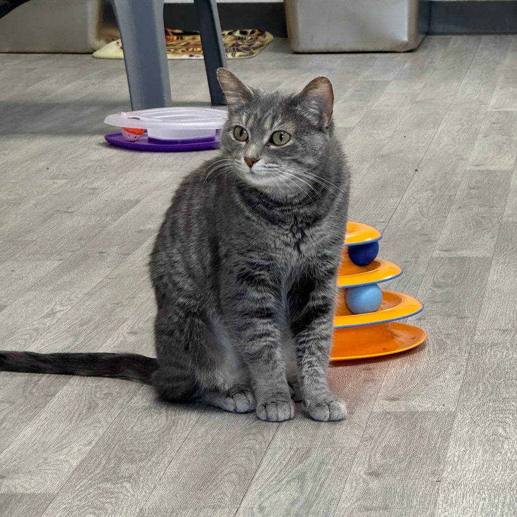 Enlarge Graycee, a Adoptable Domestic Short Hair in Uniontown, PA image 4/4
