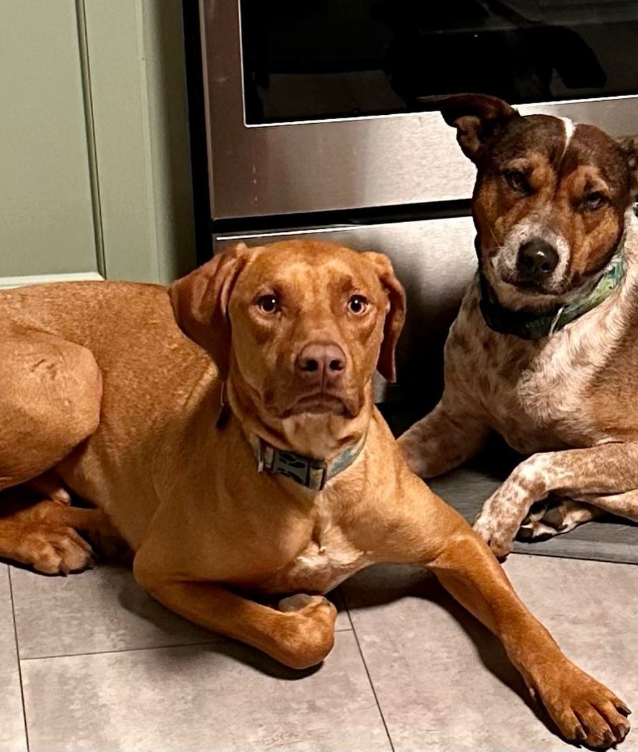 Tac (Red), Adoptable, Adult Male Vizsla.