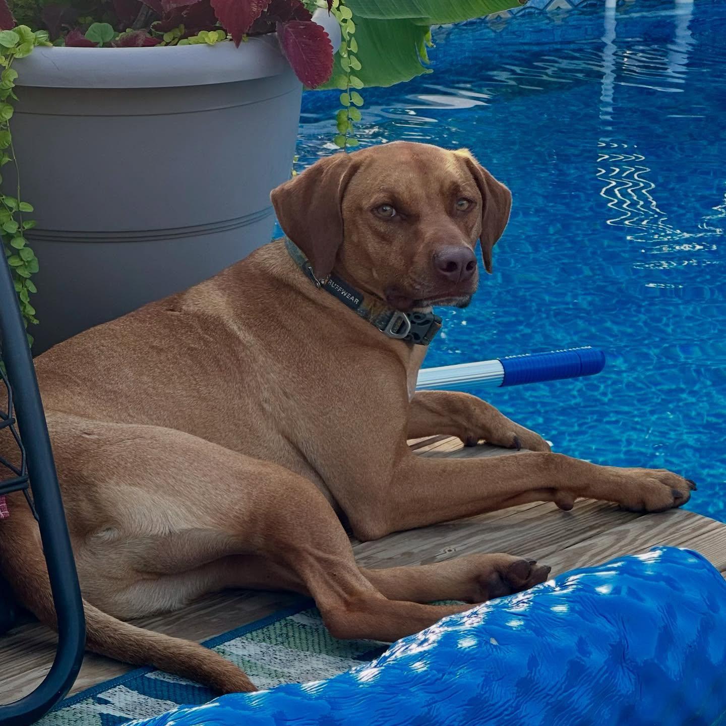 Tac (Red), a Adoptable mixed breed in Raleigh, NC image 4/6