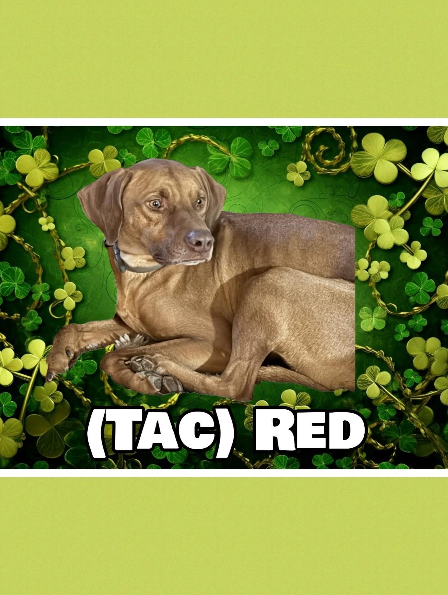Tac (Red), a Adoptable mixed breed in Raleigh, NC image 1/6