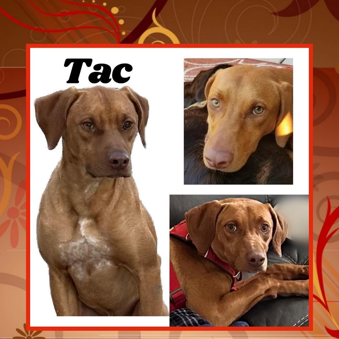 Tac (Red), a Adoptable mixed breed in Raleigh, NC image 3/6