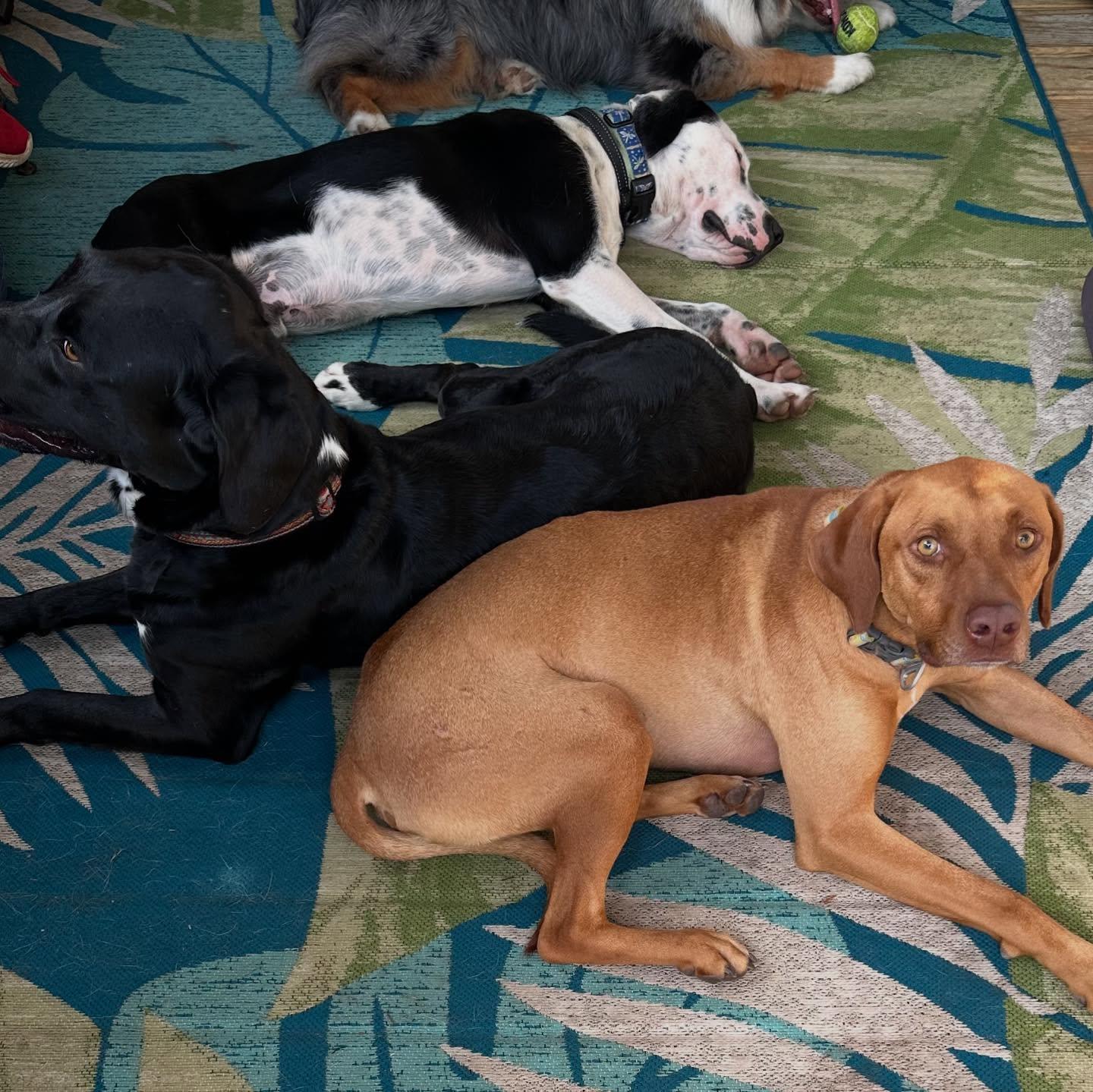 Tac (Red), a Adoptable mixed breed in Raleigh, NC image 5/6