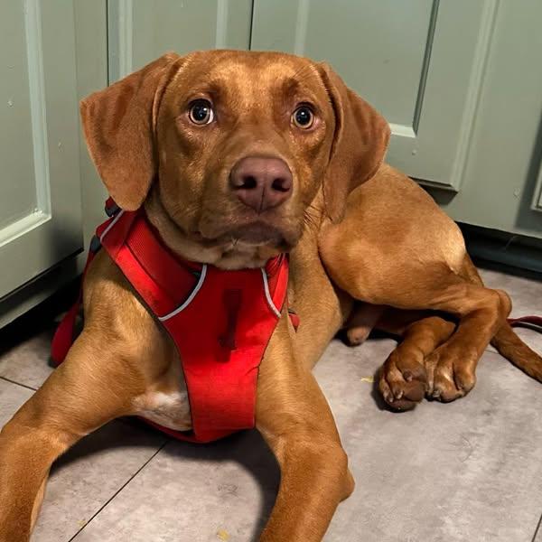 Tac (Red), a Adoptable mixed breed in Raleigh, NC image 2/6