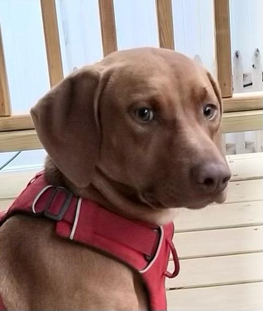 Tac (Red), Adoptable, Adult Male Vizsla.