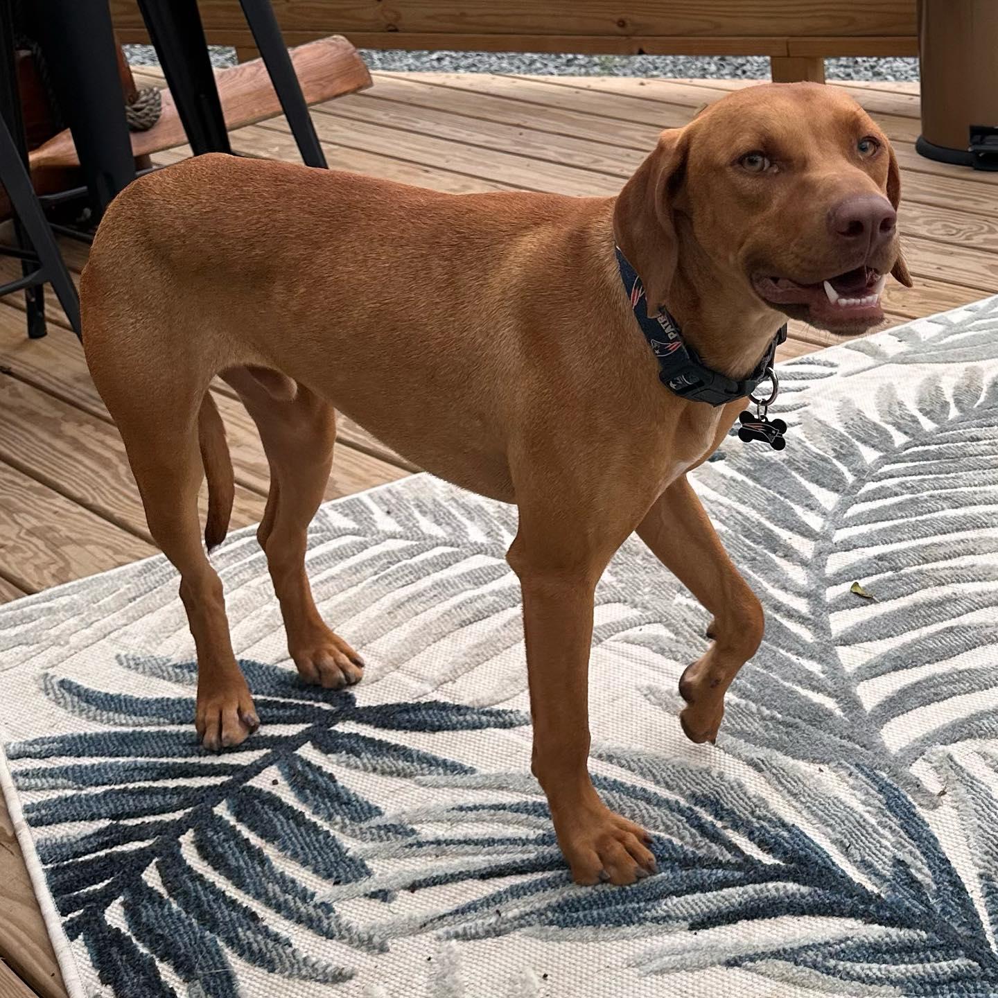 Tac (Red), a Adoptable mixed breed in Raleigh, NC image 3/6