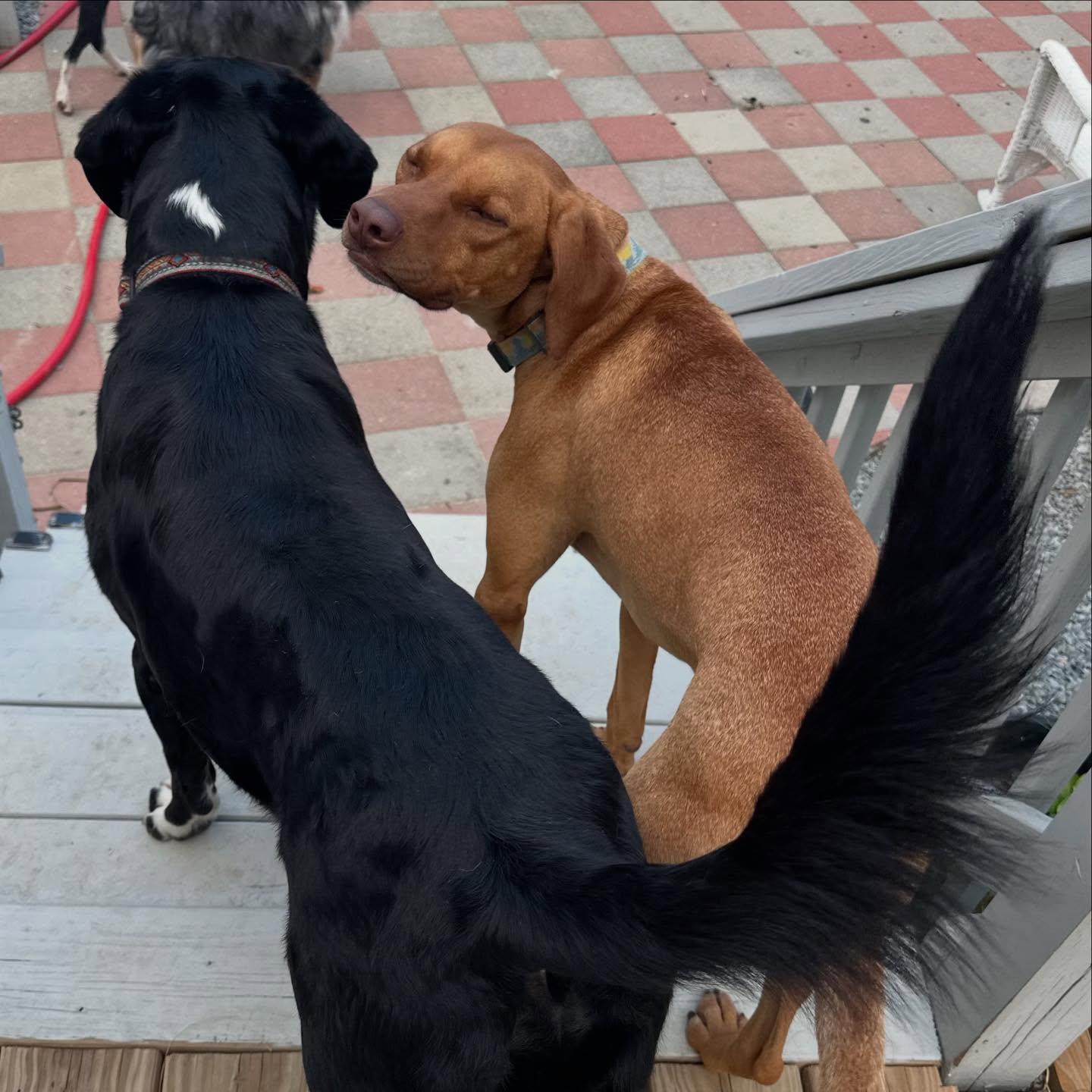 Tac (Red), a Adoptable mixed breed in Raleigh, NC image 6/6