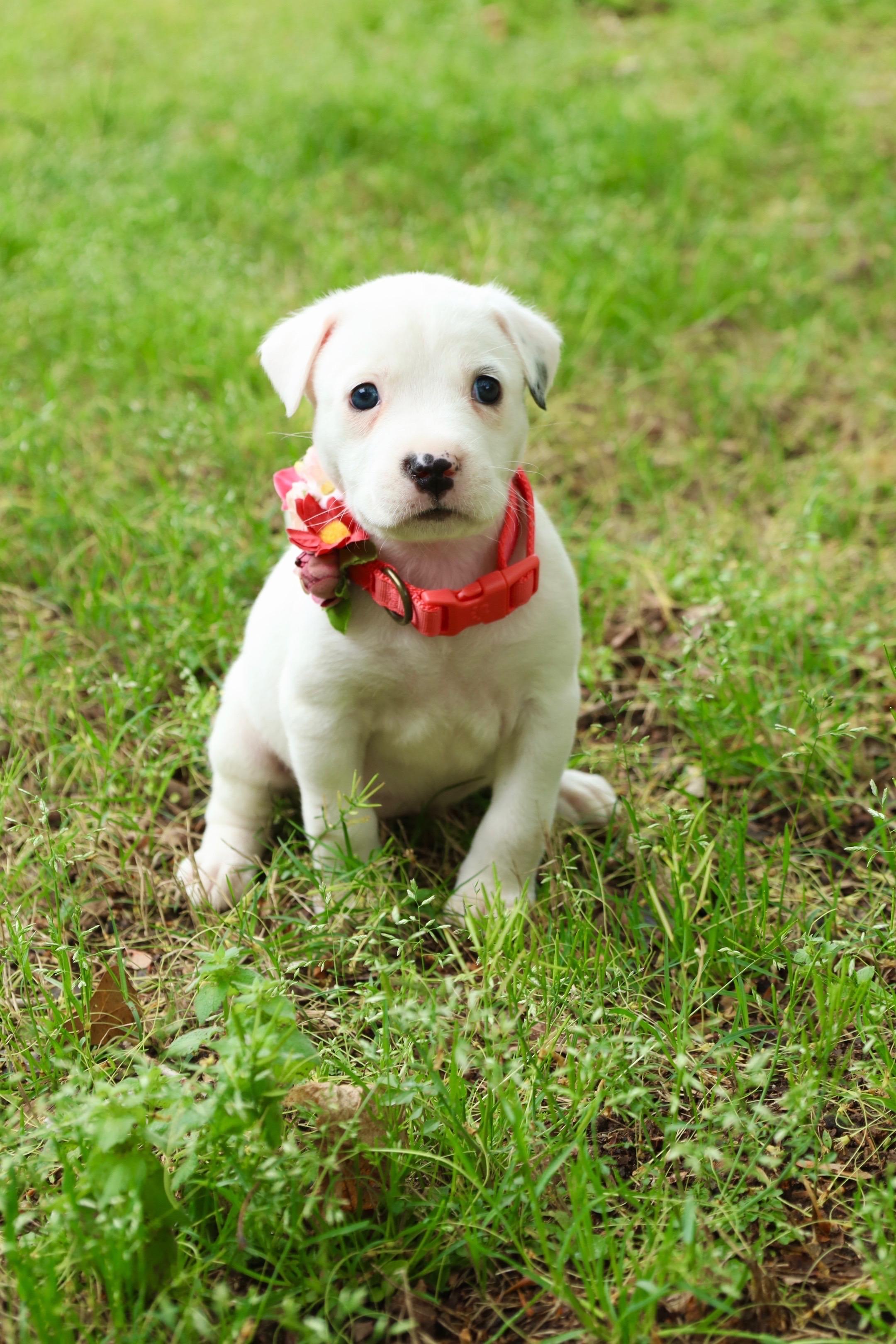 Enlarge KOA, a Adopted Pit Bull Terrier in Winder, GA image 4/4
