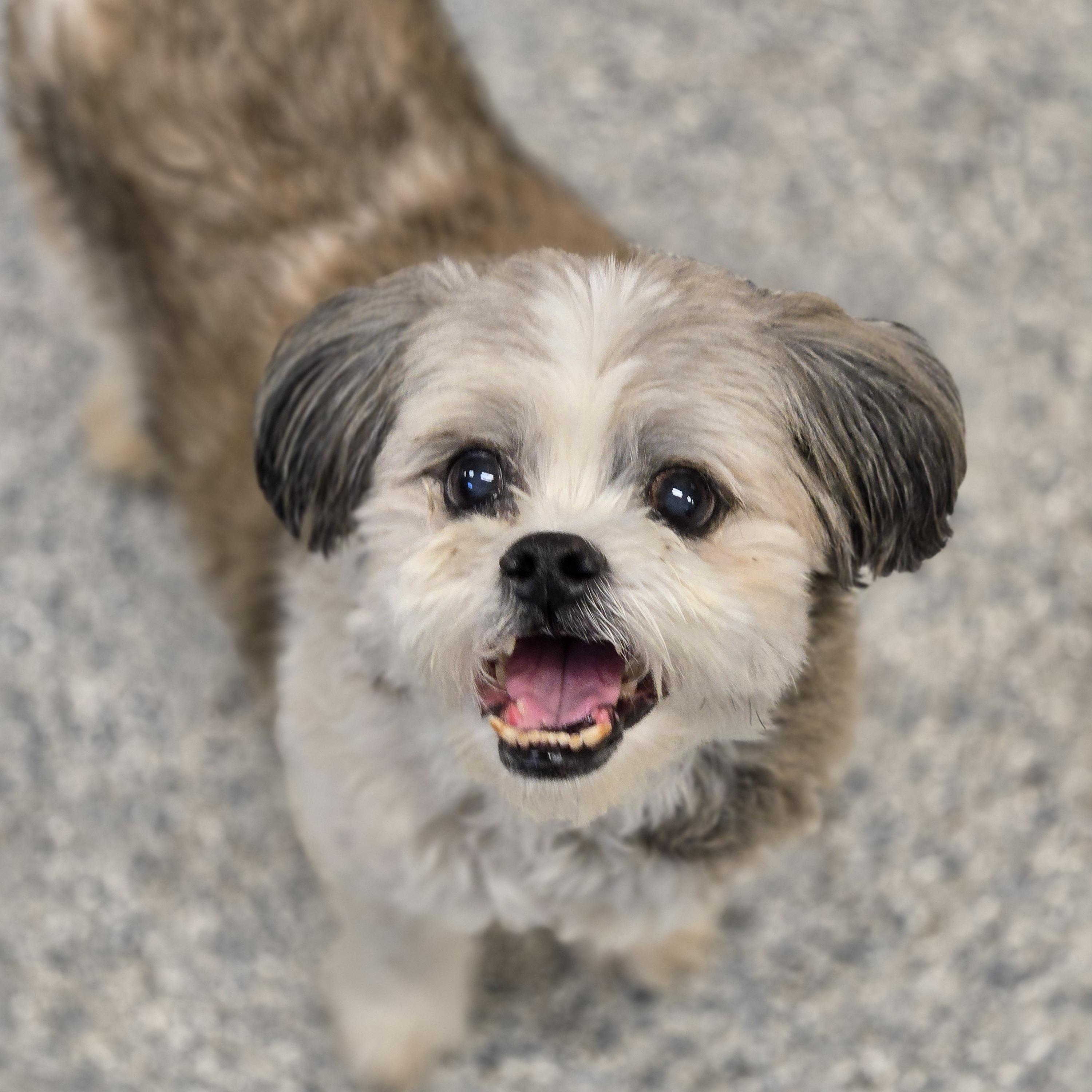 Enlarge Hoppy, a ADOPTABLE mixed breed in Normal, IL image 4/6