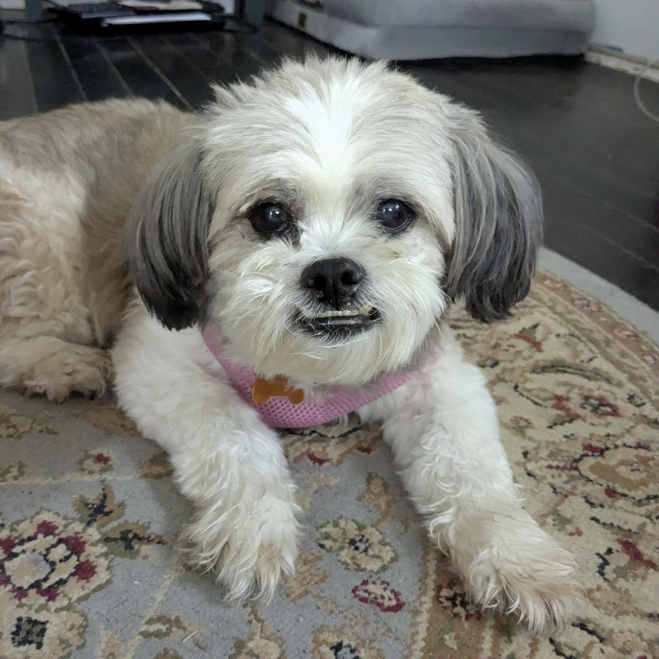 Enlarge Hoppy, a ADOPTABLE mixed breed in Normal, IL image 3/6