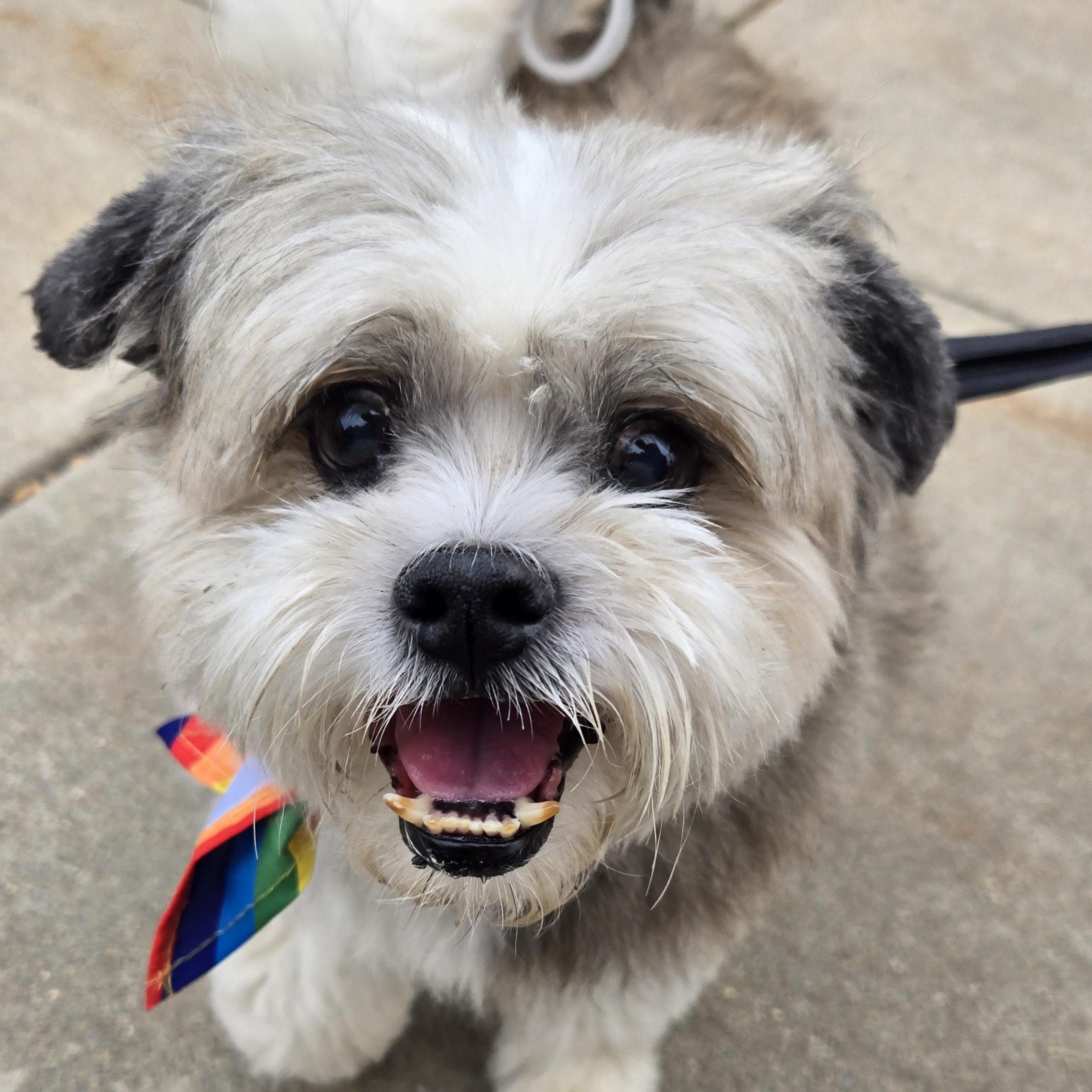 Hoppy, ADOPTABLE, Senior Male Shih Tzu.