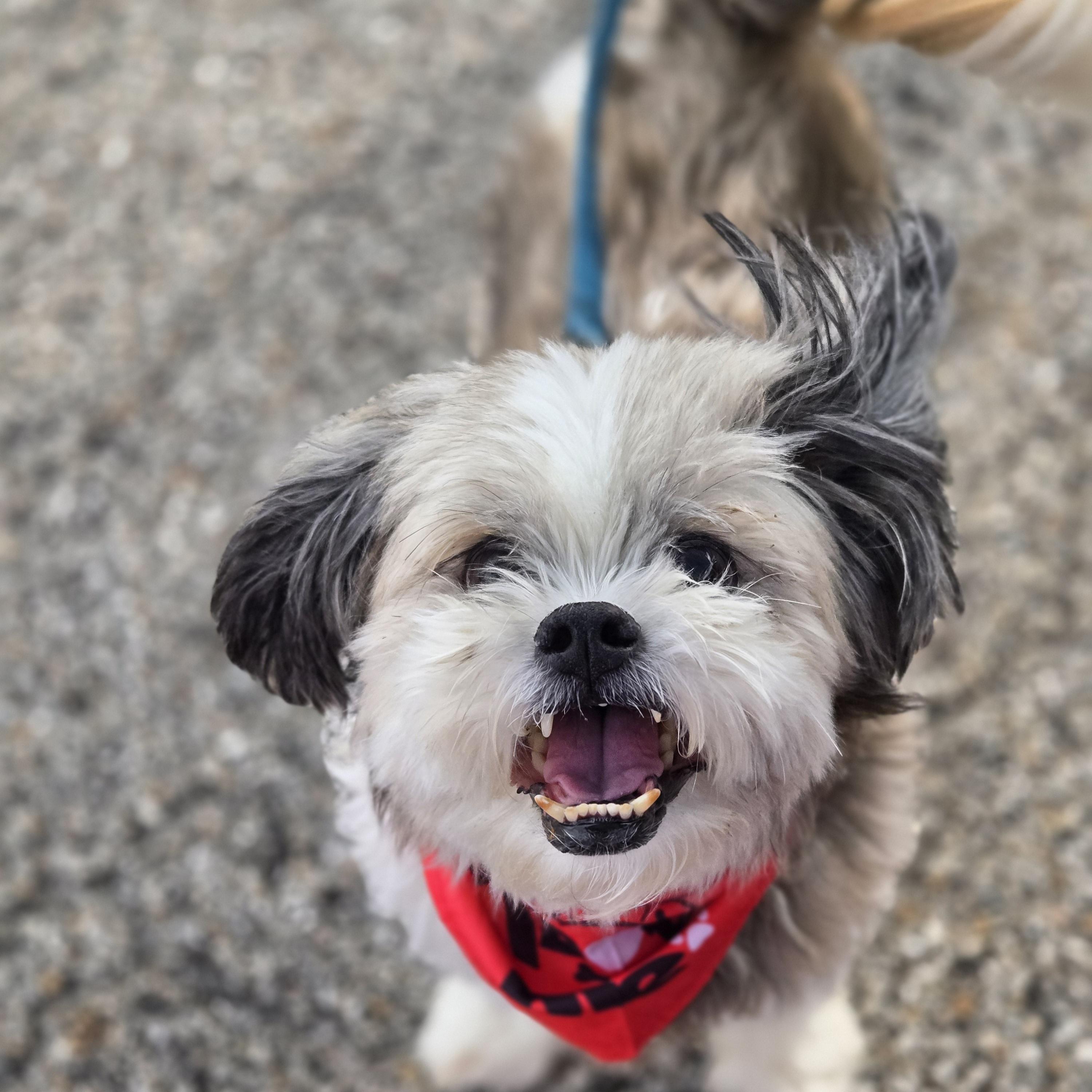 Enlarge Hoppy, a ADOPTABLE mixed breed in Normal, IL image 6/6