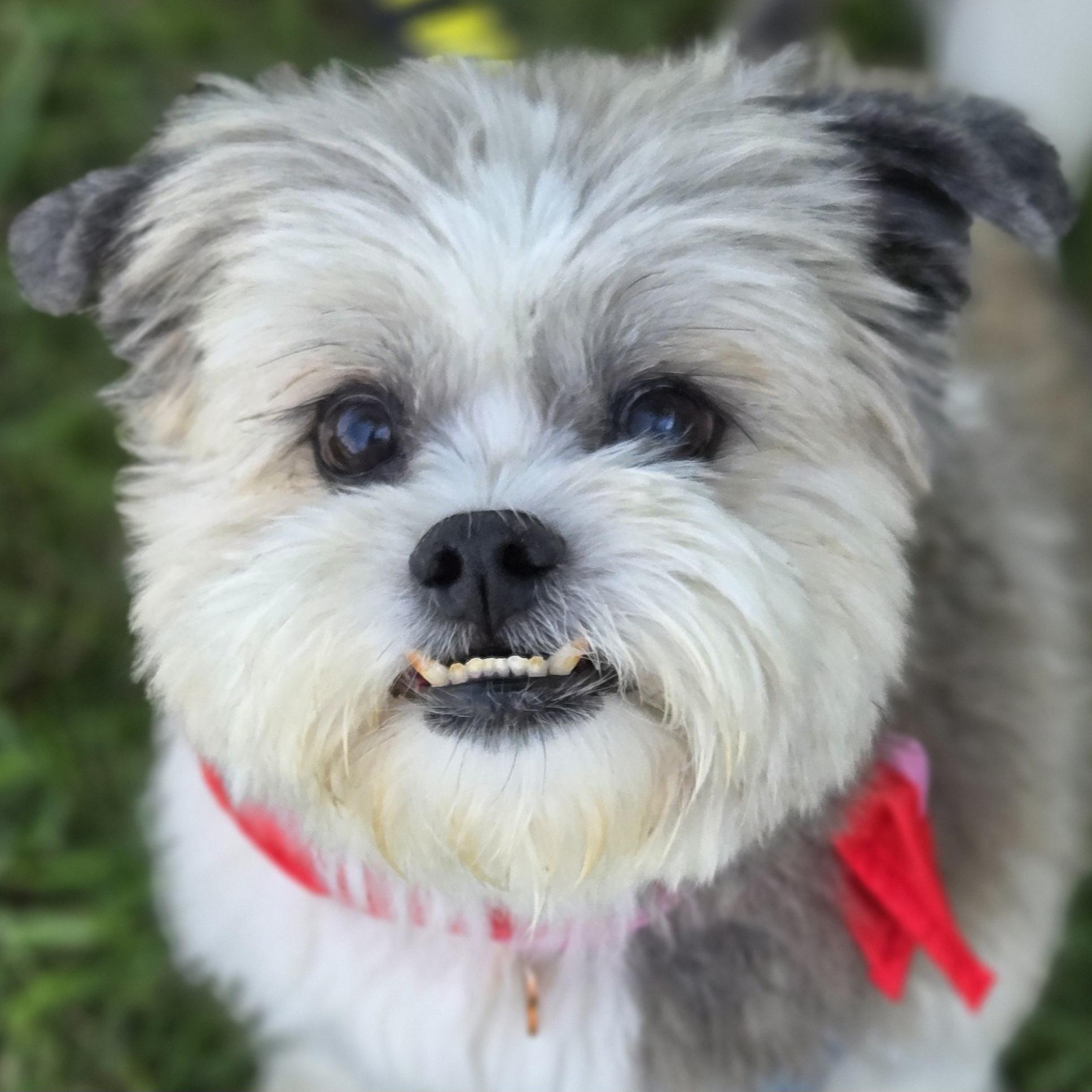 Enlarge Hoppy, a ADOPTABLE mixed breed in Normal, IL image 2/6
