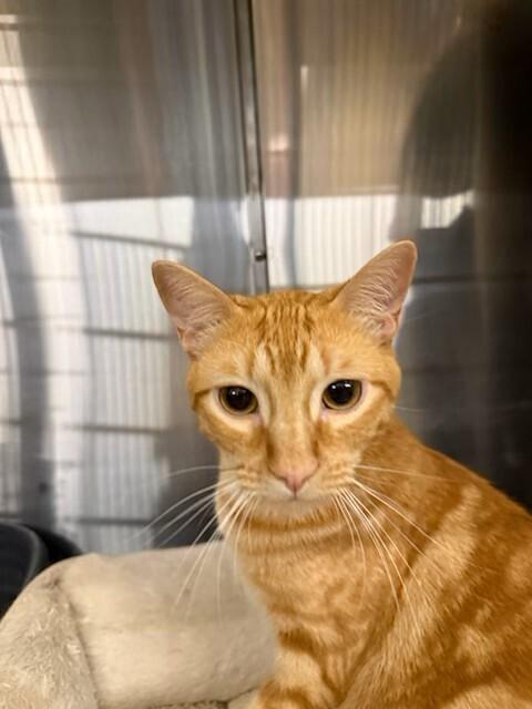 Rory, Adoptable, Young Male Domestic Short Hair.