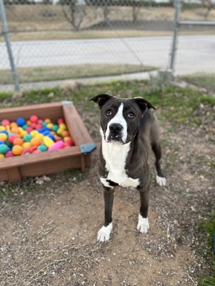 Lester — thumbnail 2