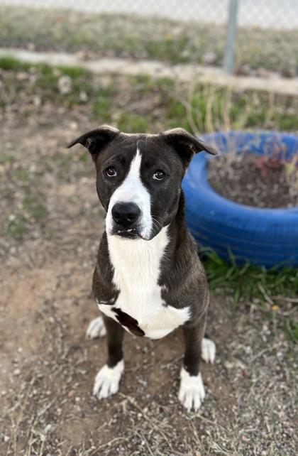 Lester — thumbnail 3