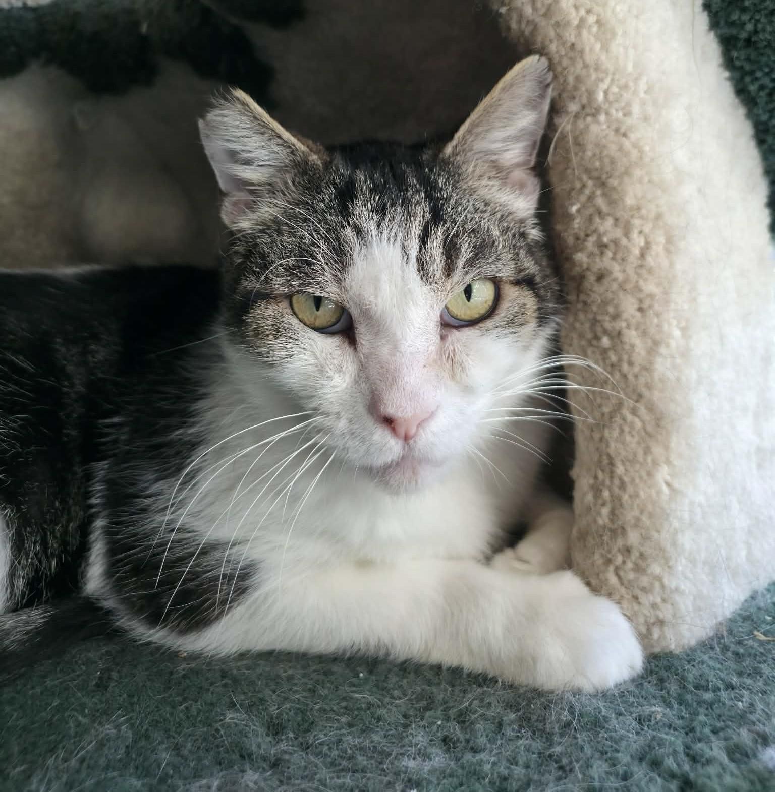 Enlarge Bear, a Adoptable Domestic Medium Hair in Hollister, CA image 5/6