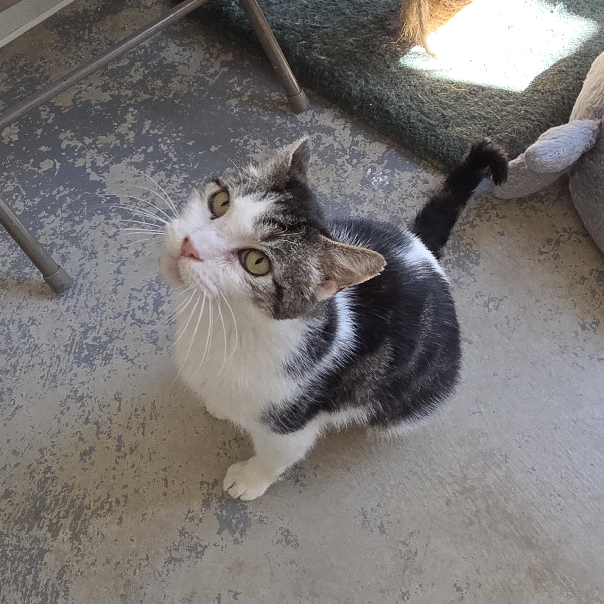 Enlarge Bear, a Adoptable Domestic Medium Hair in Hollister, CA image 3/6