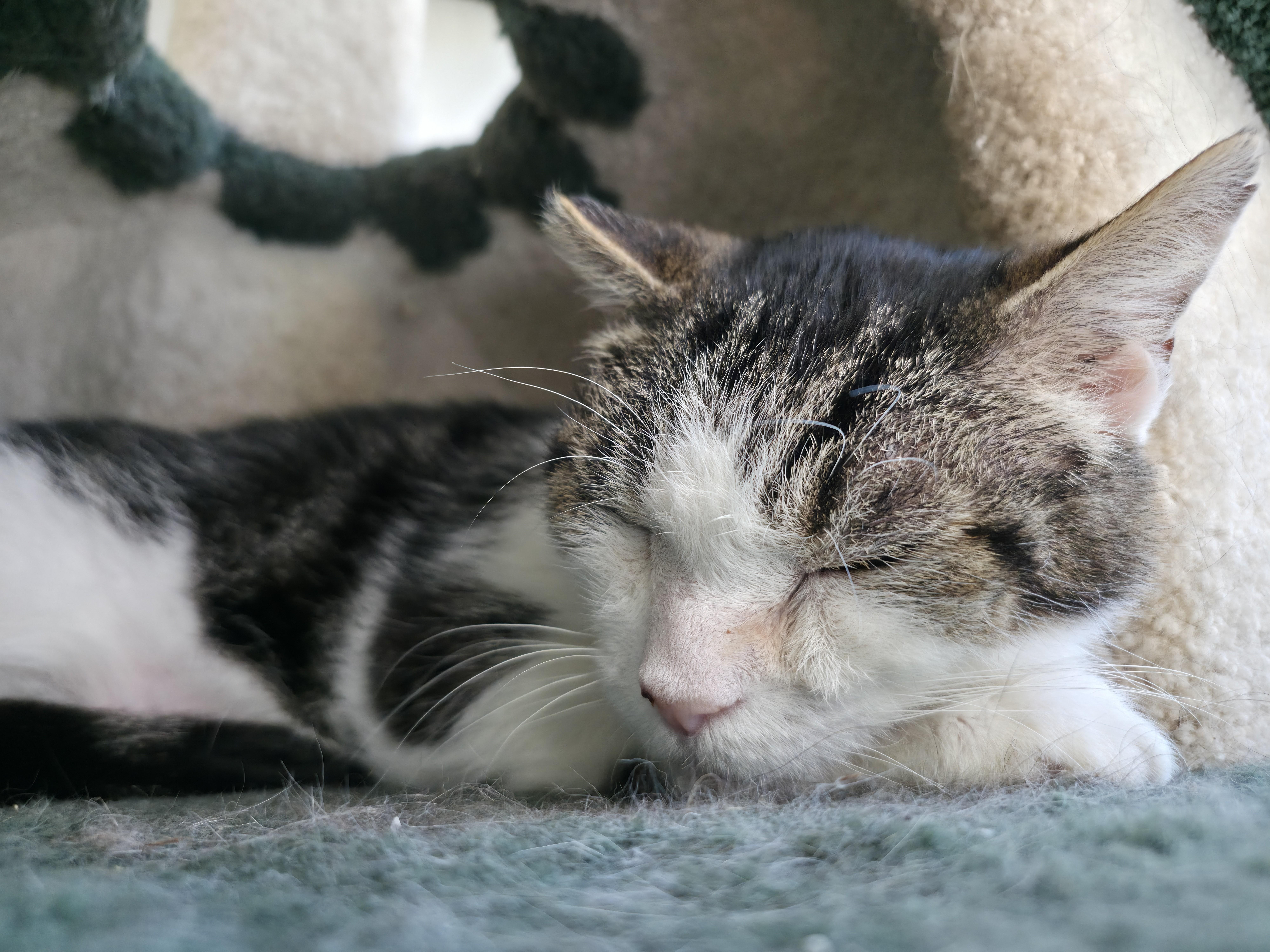 Enlarge Bear, a Adoptable Domestic Medium Hair in Hollister, CA image 6/6