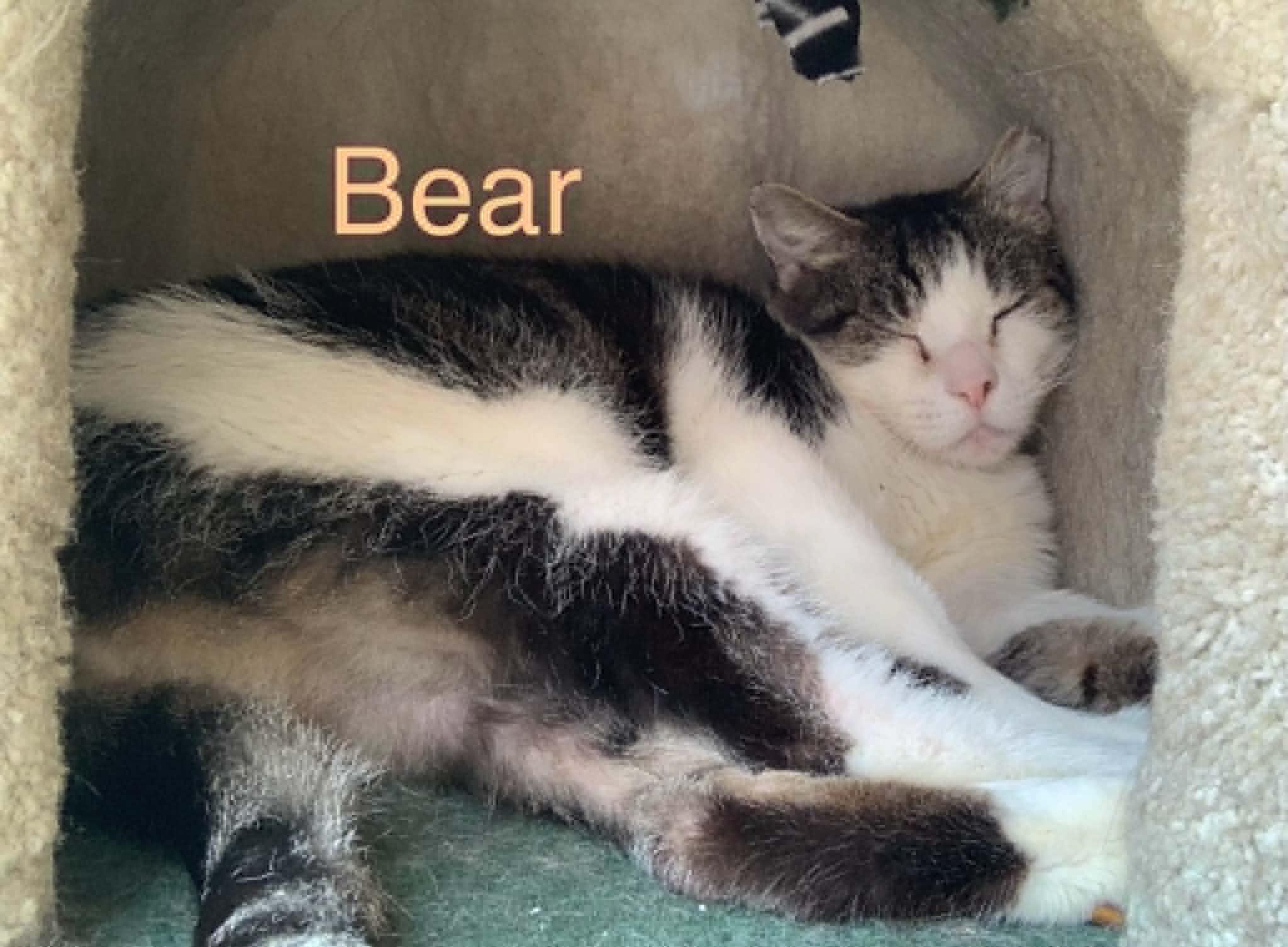 Bear, ADOPTABLE, Senior Male Domestic Medium Hair.