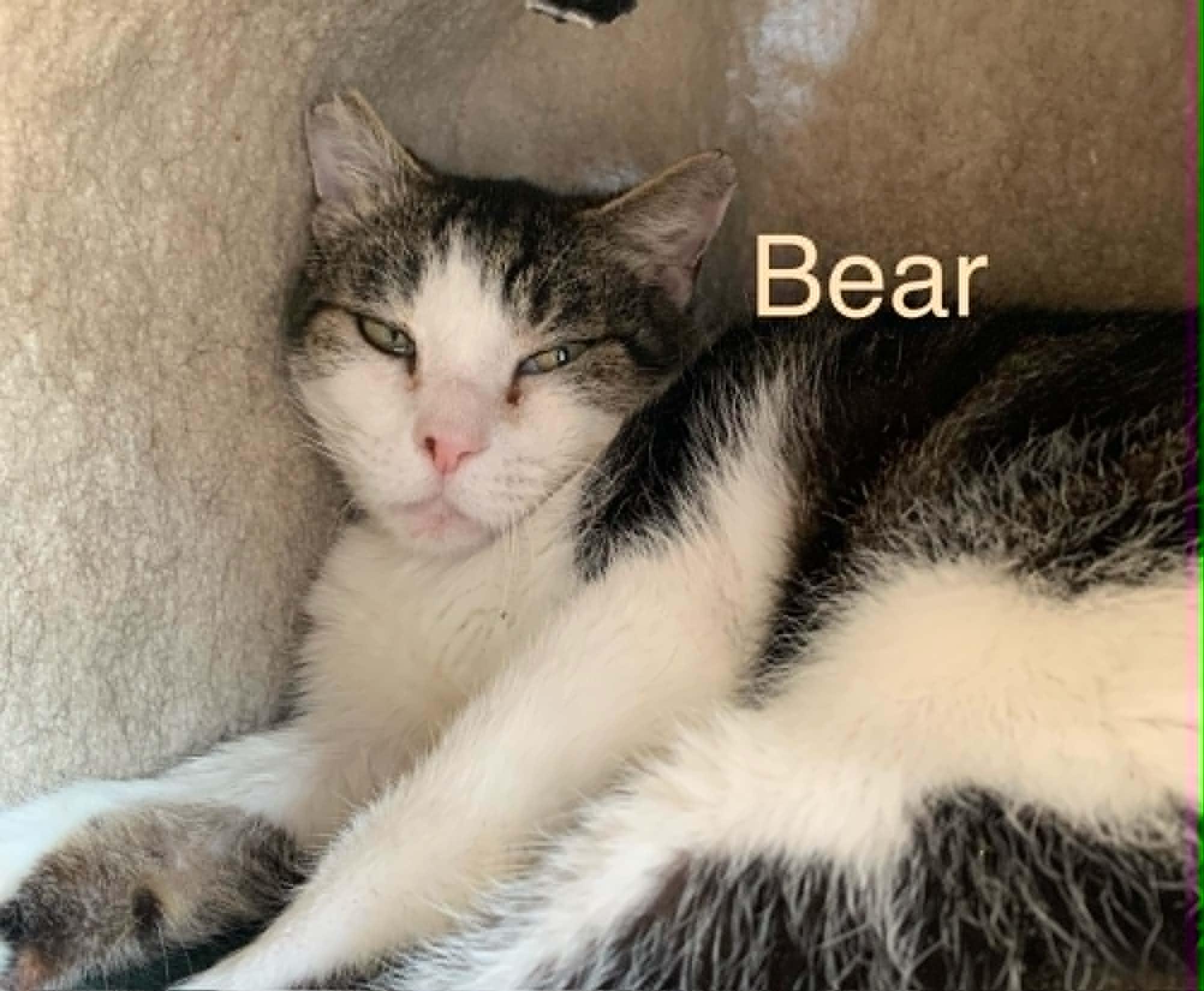 Bear, a ADOPTABLE Domestic Medium Hair in Hollister, CA image 2/2