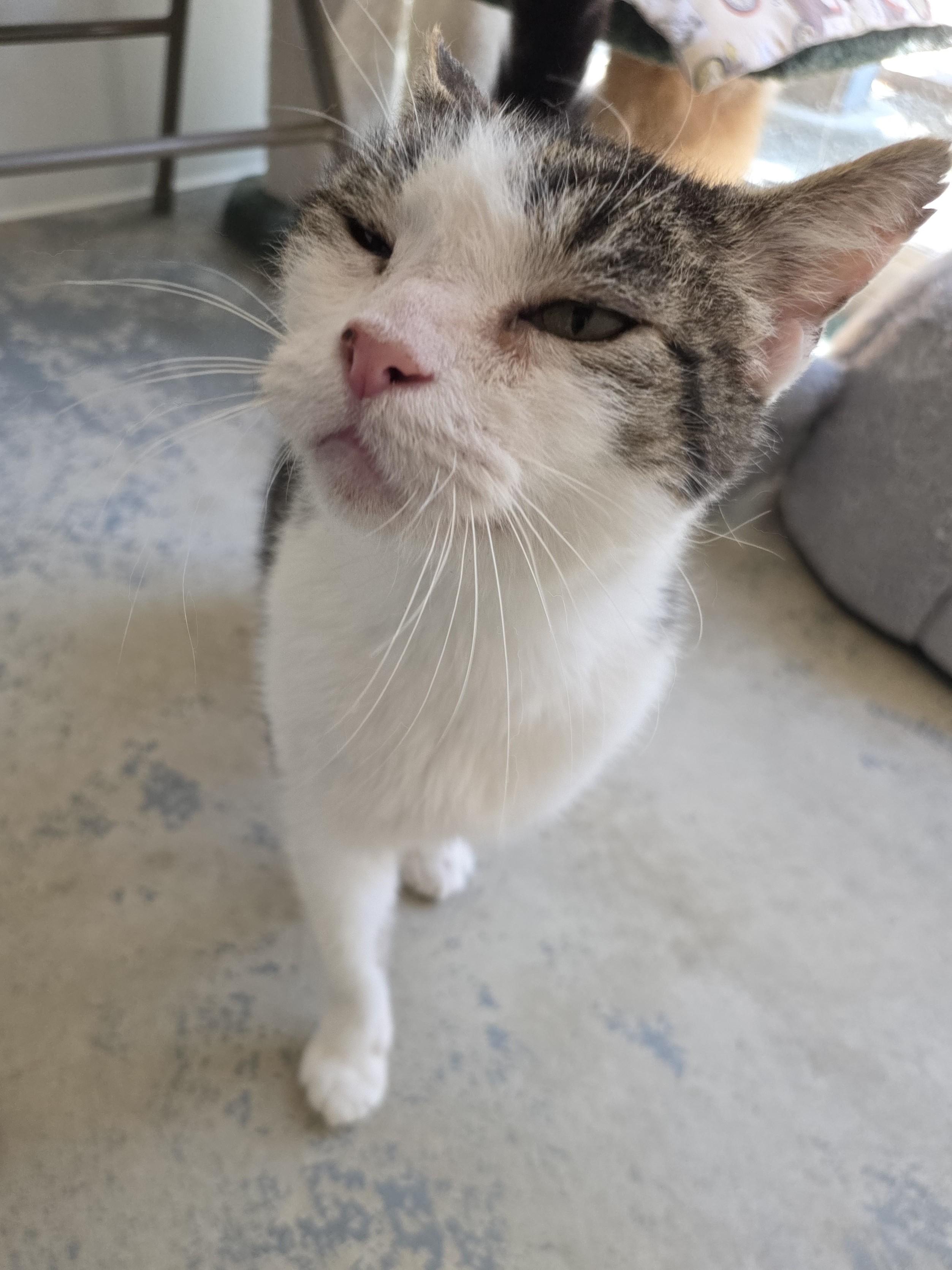 Bear, Adoptable, Senior Male Domestic Medium Hair.