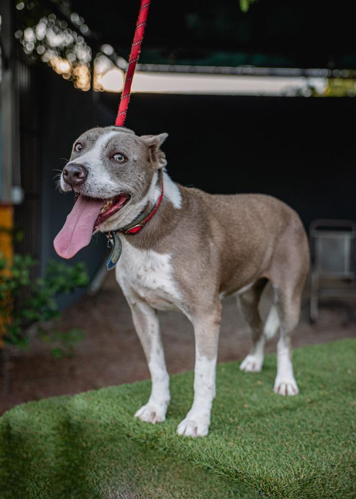 Zeke, Adoptable, Adult Male Australian Cattle Dog / Blue Heeler & American Staffordshire Terrier.