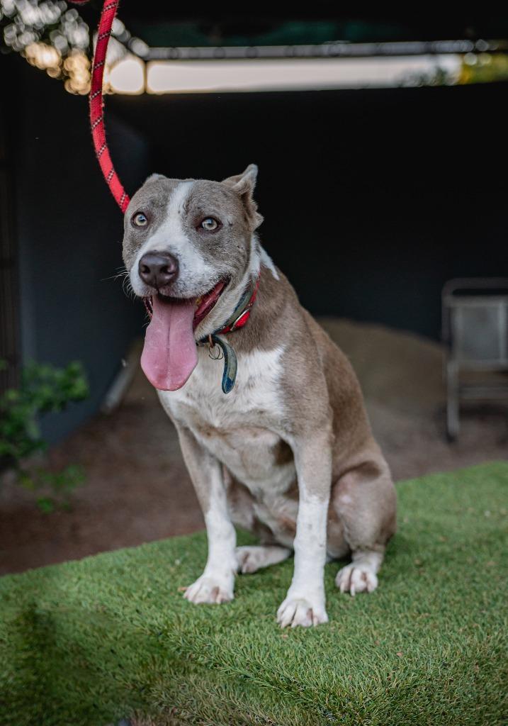 Enlarge Zeke, a Adoptable mixed breed in Anacortes, WA image 5/5