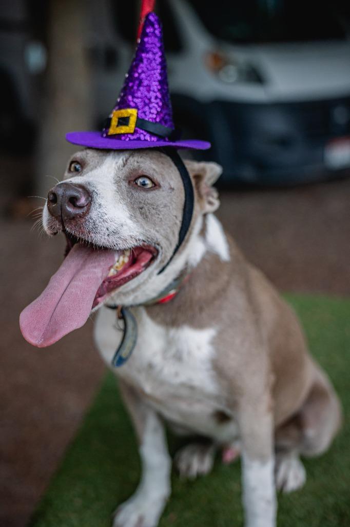 Enlarge Zeke, a Adoptable mixed breed in Anacortes, WA image 5/5