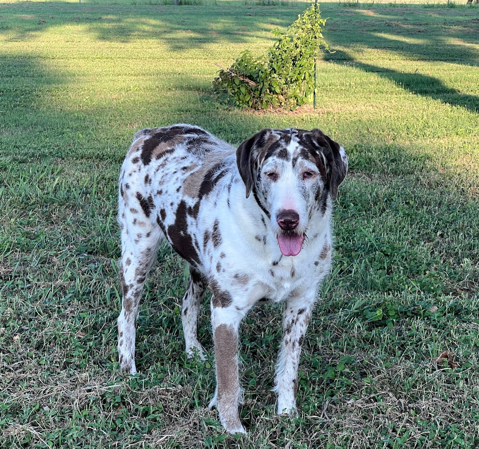 PrettyGirl, Adoptable, Young Female Great Dane & Poodle.