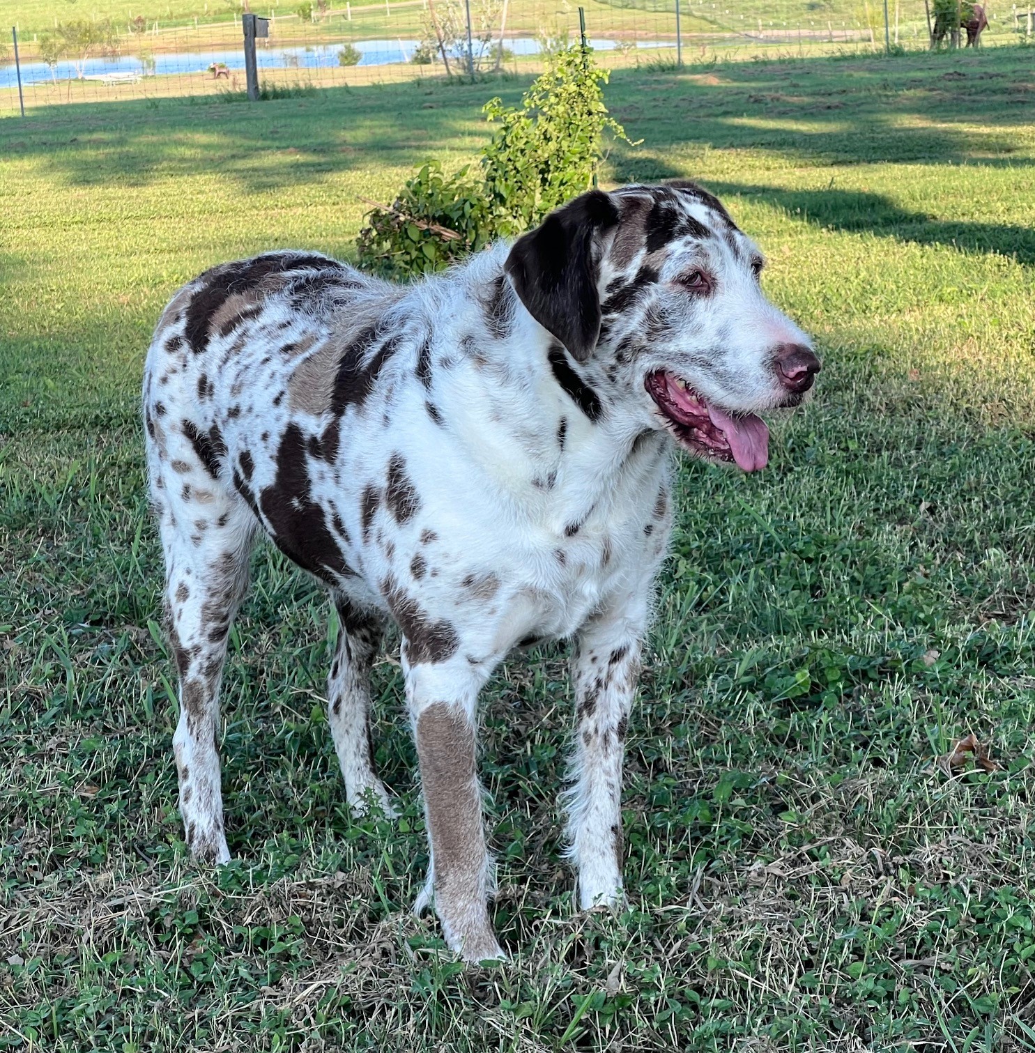 Enlarge PrettyGirl, a Adoptable mixed breed in Austin, TX image 2/3