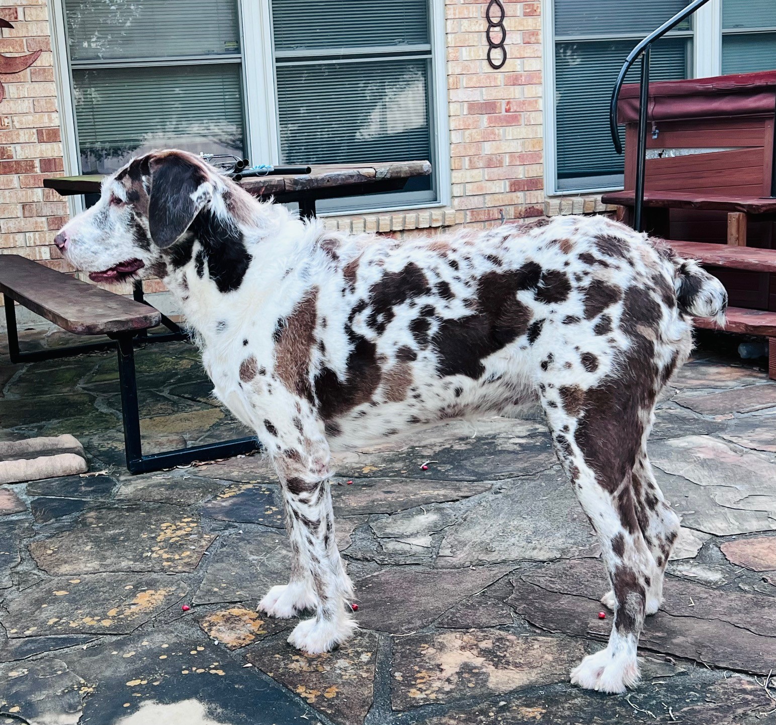 Enlarge PrettyGirl, a Adoptable mixed breed in Austin, TX image 3/3