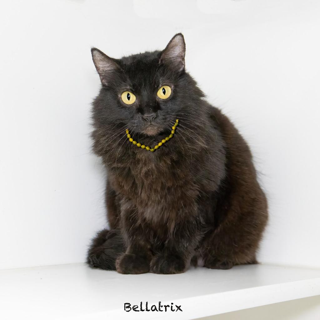 Bellatrix, Adoptable, Adult Female Domestic Medium Hair.