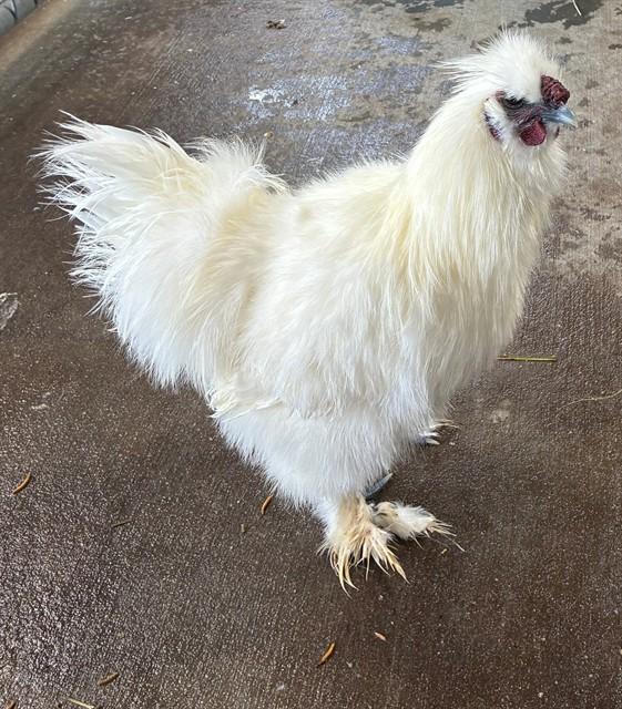 BRIOCHE, Adoptable, Baby Male Chicken.