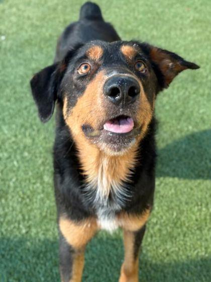 Rupert, Adoptable, Adult Male Rottweiler & Mixed Breed.