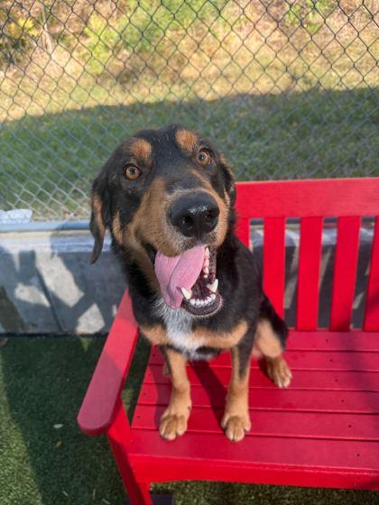 Enlarge Rupert, a Adoptable mixed breed in Carrollton, TX image 2/3