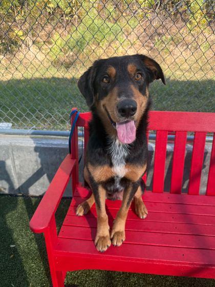 Enlarge Rupert, a Adoptable mixed breed in Carrollton, TX image 3/3
