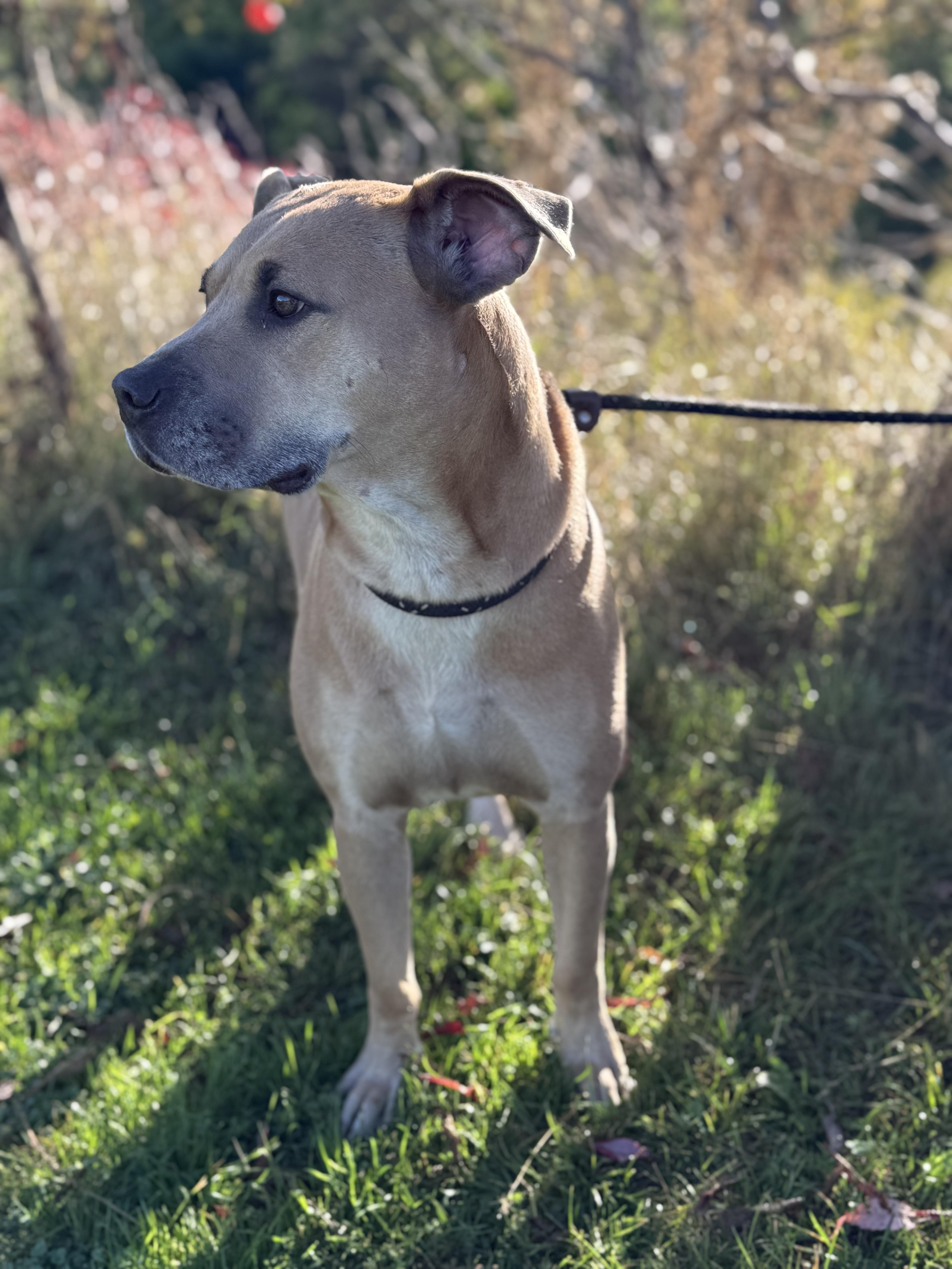 Enlarge Mara, an adoptable mixed breed in Hamilton, ON image 3/12